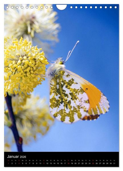 Produktbild: Schmetterlilnge und Blumen (Wandkalender 2026 DIN A4 hoch), CALVENDO Monatskalender