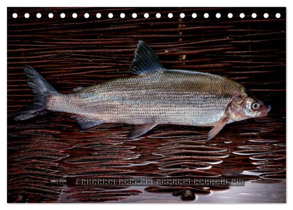 Produktbild: UNSER FISCH. S&Uuml;&szlig;WASSER. (Tischkalender 2026 DIN A5 quer), CALVENDO Monatskalender