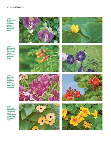 Produktbild: Das gro&szlig;e Buch der Stauden und Sommerblumen