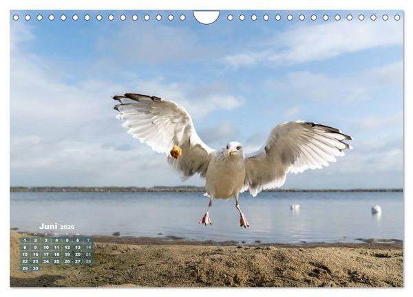 Produktbild: M&ouml;wen frech und witzig (Wandkalender 2026 DIN A4 quer), CALVENDO Monatskalender