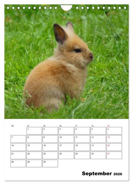 Produktbild: Kaninchen Terminplaner (Wandkalender 2026 DIN A4 hoch), CALVENDO Monatskalender