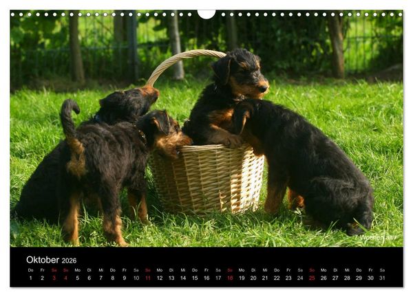 Produktbild: Airedale Terrier Welpen (Wandkalender 2026 DIN A3 quer), CALVENDO Monatskalender