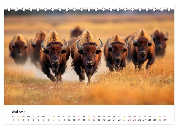 Produktbild: B&uuml;ffel - Ikonen der Wildnis (Tischkalender 2026 DIN A5 quer), CALVENDO Monatskalender