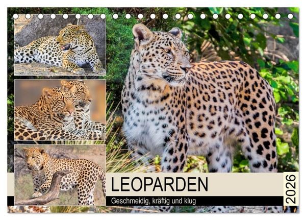 Produktbild: Leoparden. Geschmeidig, kr&auml;ftig und klug (Tischkalender 2026 DIN A5 quer), CALVENDO Monatskalender