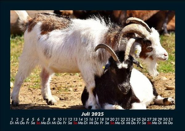 Produktbild: Welt der Tiere 2025 Fotokalender DIN A5