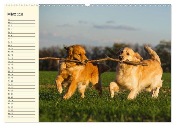 Produktbild: Das Gl&uuml;ck hat einen Namen - Golden Retriever (Wandkalender 2026 DIN A2 quer), CALVENDO Monatskalender