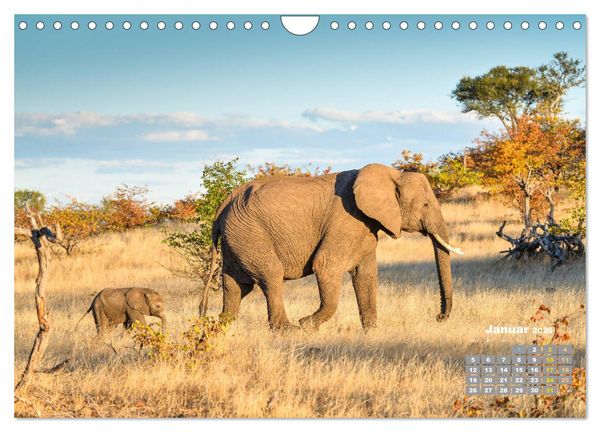 Produktbild: Babyelefanten (Wandkalender 2026 DIN A4 quer), CALVENDO Monatskalender