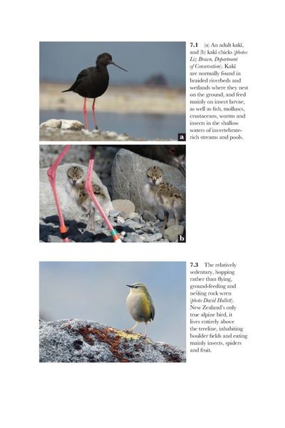 Produktbild: Land Before Humans, a Land After Humans