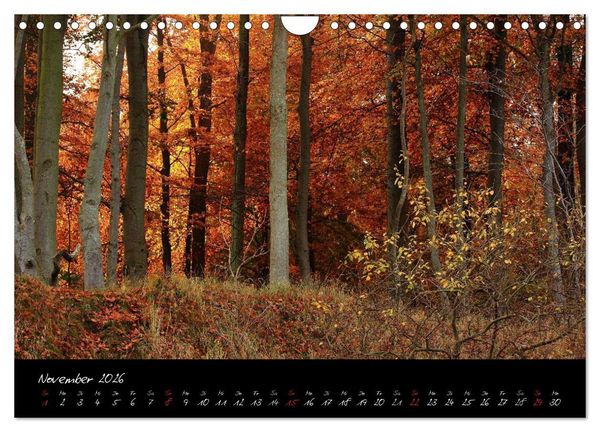 Produktbild: Wald (Wandkalender 2026 DIN A4 quer), CALVENDO Monatskalender