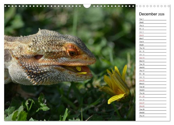 Produktbild: Close to Australian Bearded Dragons (Wall Calendar 2026 DIN A3 landscape), CALVENDO 12 Month Wall Calendar