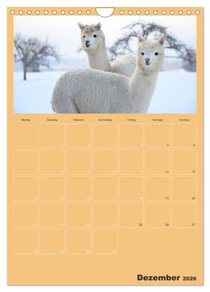 Produktbild: Alpakas zum Verlieben (Wandkalender 2026 DIN A4 hoch), CALVENDO Monatskalender