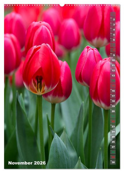 Produktbild: Tulpen - die Fr&uuml;hlingsblume (Wandkalender 2026 DIN A2 hoch), CALVENDO Monatskalender