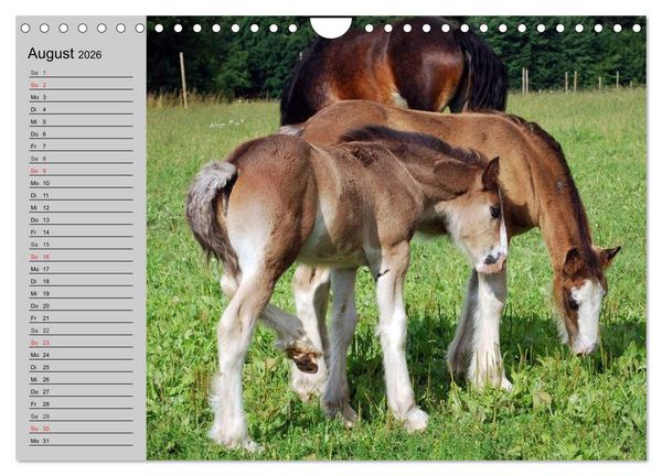 Produktbild: Das Shire Horse. Impressionen (Wandkalender 2026 DIN A4 quer), CALVENDO Monatskalender