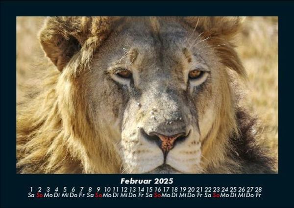 Produktbild: Der Tierkalender 2025 Fotokalender DIN A5