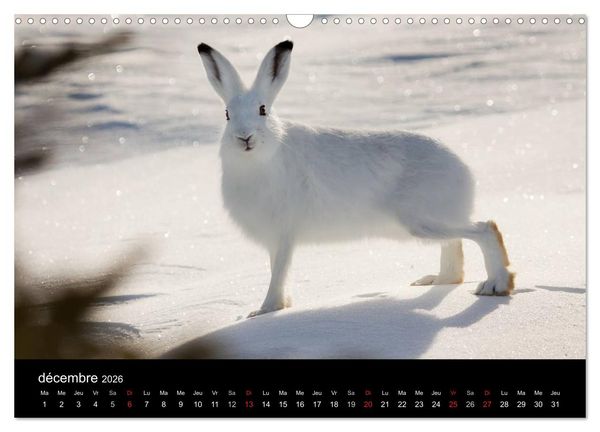 Produktbild: Saint-Pierre et Miquelon &agrave; l'&eacute;tat sauvage (Calendrier mural 2026 DIN A3 vertical), CALVENDO calendrier mensuel