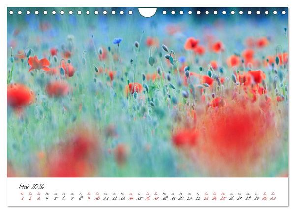 Produktbild: Mohnwiesen (Wandkalender 2026 DIN A4 quer), CALVENDO Monatskalender