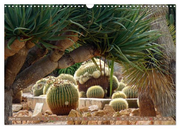 Produktbild: BOTANICACTUS Mallorcas Kakteengarten (Wandkalender 2026 DIN A3 quer), CALVENDO Monatskalender