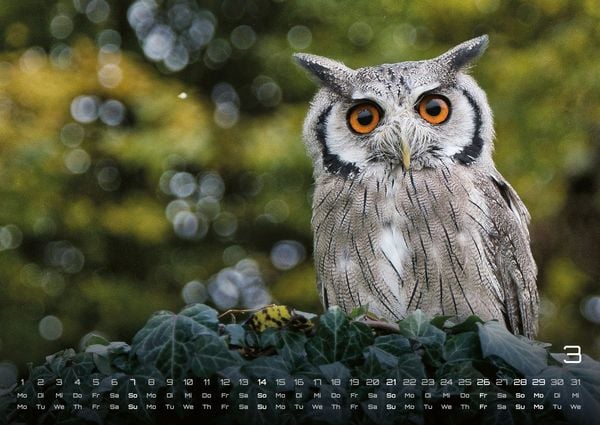 Produktbild: Eulen - W&auml;chter der Nacht - 2027 - Kalender DIN A2