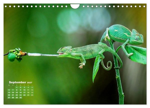 Produktbild: Cham&auml;leon: Die farbenfrohe Welt der Reptilien (Wandkalender 2027 DIN A4 quer), CALVENDO Monatskalender