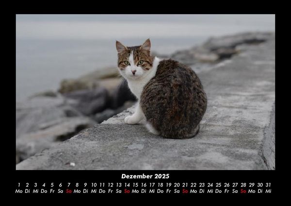Produktbild: Tiere auf dem Bauernhof 2025 Fotokalender DIN A3