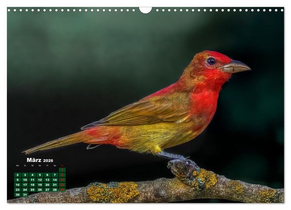 Produktbild: Tropische V&ouml;gel Costa Ricas (Wandkalender 2026 DIN A3 quer), CALVENDO Monatskalender