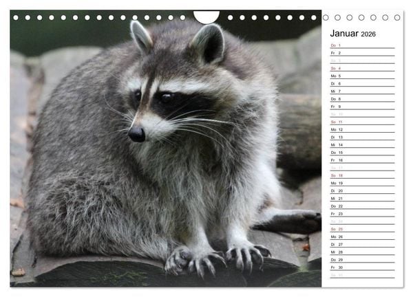 Produktbild: Der kleine R&auml;uber mit Maske - Waschb&auml;ren (Wandkalender 2026 DIN A4 quer), CALVENDO Monatskalender