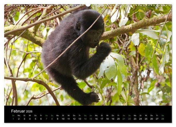 Produktbild: Ugandas friedliche Berggorillas (Wandkalender 2026 DIN A2 quer), CALVENDO Monatskalender