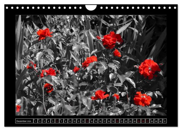 Produktbild: Schwarz-Wei&szlig;-Rot (Wandkalender 2026 DIN A4 quer), CALVENDO Monatskalender