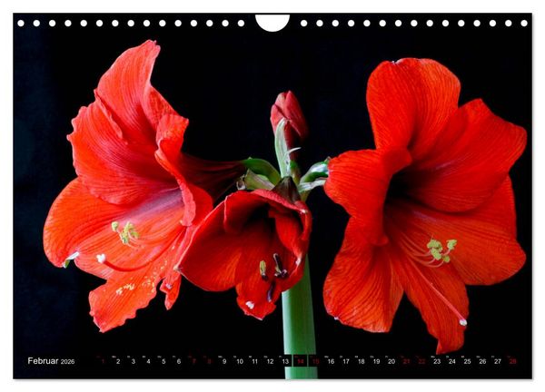 Produktbild: Bl&uuml;hwelten (Wandkalender 2026 DIN A4 quer), CALVENDO Monatskalender