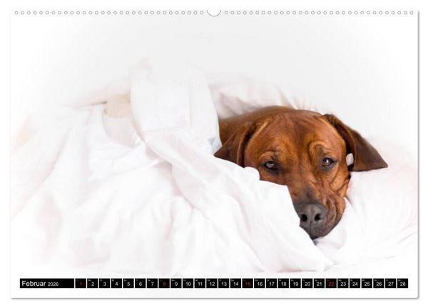 Produktbild: Ridgeback King (Wandkalender 2026 DIN A2 quer), CALVENDO Monatskalender
