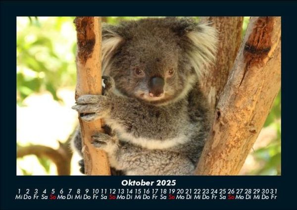 Produktbild: Koala 2025 Fotokalender DIN A5