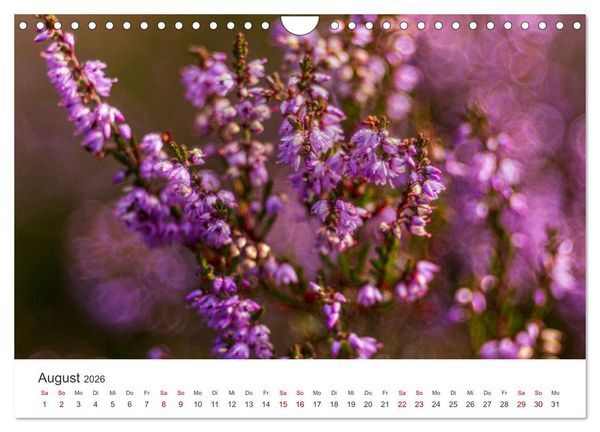 Produktbild: Naturjuwel Haspelmoor (Wandkalender 2026 DIN A4 quer), CALVENDO Monatskalender