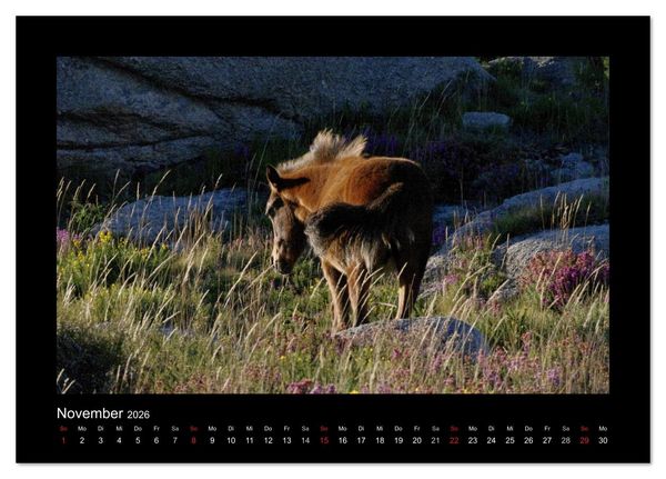 Produktbild: Garranos - Bedrohte Wildpferde Europas (Tischkalender 2026 DIN A5 quer), CALVENDO Monatskalender