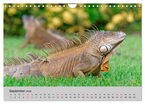 Produktbild: COSTA RICA - Tierische Momente (Wandkalender 2026 DIN A4 quer), CALVENDO Monatskalender