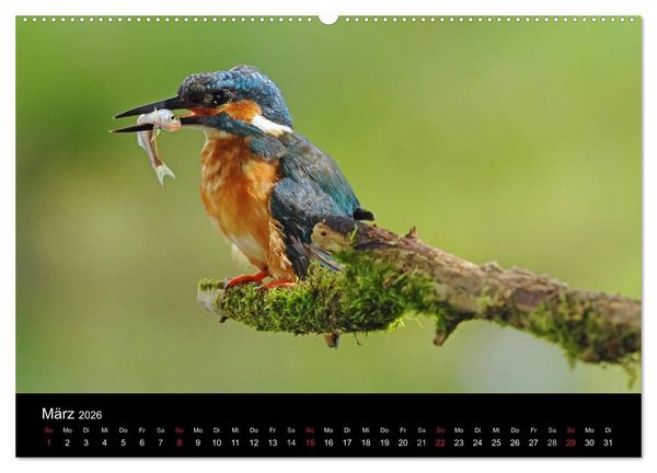 Produktbild: Der Eisvogel...fliegendes Juwel (hochwertiger Premium Wandkalender 2026 DIN A2 quer), Kunstdruck in Hochglanz