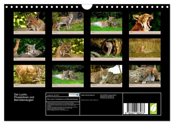 Produktbild: Der Luchs. Pinselohren und Bernsteinaugen (Wandkalender 2026 DIN A4 quer), CALVENDO Monatskalender