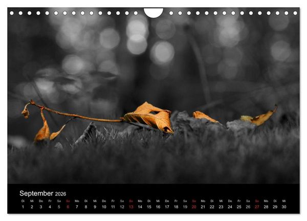 Produktbild: schwarz/wei&szlig; trifft farbe (Wandkalender 2026 DIN A4 quer), CALVENDO Monatskalender