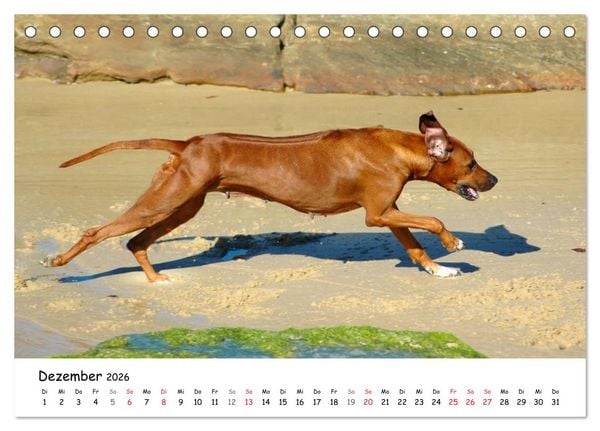 Produktbild: Rhodesian Ridgebacks in Aktion (Tischkalender 2026 DIN A5 quer), CALVENDO Monatskalender