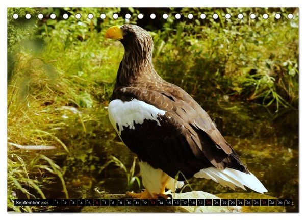 Produktbild: Faszination Greifv&ouml;gel Schnelle J&auml;ger (Tischkalender 2026 DIN A5 quer), CALVENDO Monatskalender