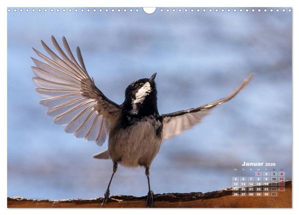 Produktbild: NATUR PUR - Singv&ouml;gel ganz nah (Wandkalender 2026 DIN A3 quer), CALVENDO Monatskalender