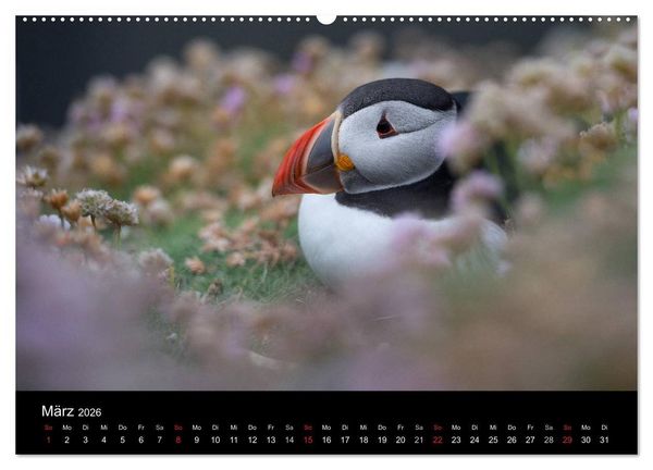 Produktbild: Papageientaucher 2026 (hochwertiger Premium Wandkalender 2026 DIN A2 quer), Kunstdruck in Hochglanz