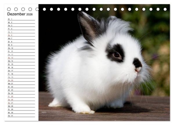 Produktbild: Kaninchen - knuddelige Hausgenossen (Tischkalender 2026 DIN A5 quer), CALVENDO Monatskalender