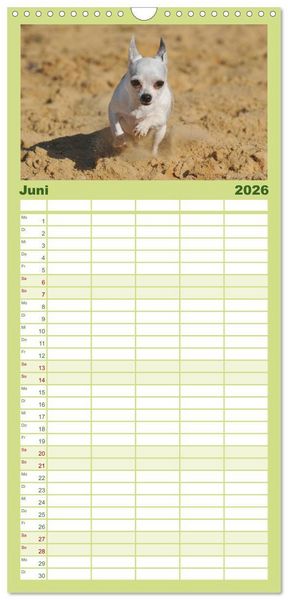 Produktbild: Familienplaner 2026 - Chihuahua - Kleine Hunde ganz gro&szlig; mit 5 Spalten (Wandkalender, 21 x 45 cm) CALVENDO