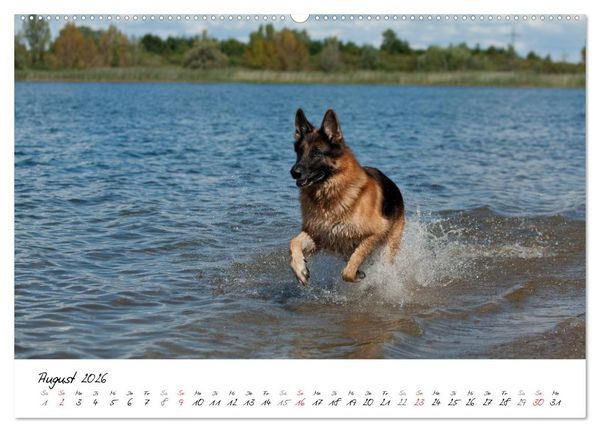 Produktbild: Deutsche Sch&auml;ferhunde - Senioren auf vier Pfoten (Wandkalender 2026 DIN A2 quer), CALVENDO Monatskalender