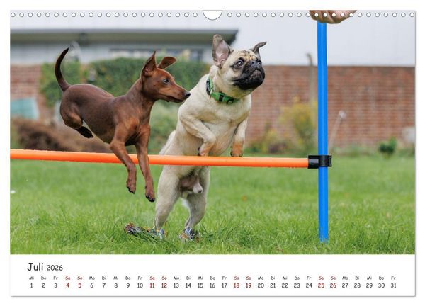 Produktbild: Zwergpinscher Sally&lsquo;s erstes Jahr (Wandkalender 2026 DIN A3 quer), CALVENDO Monatskalender