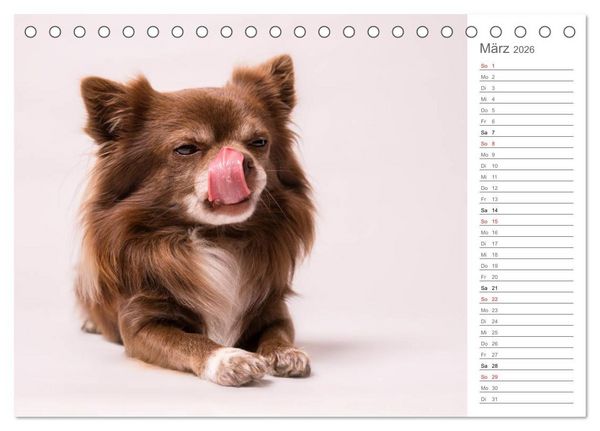 Produktbild: Chihuahua - Die Welt der Kleinen (Tischkalender 2026 DIN A5 quer), CALVENDO Monatskalender