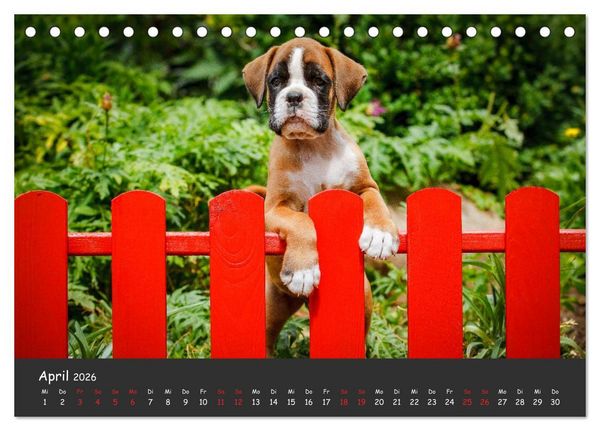 Produktbild: Wenn ich gro&szlig; bin werd' ich Boxer (Tischkalender 2026 DIN A5 quer), CALVENDO Monatskalender