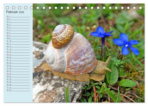 Produktbild: Wir sind die Stars im Wald (Tischkalender 2026 DIN A5 quer), CALVENDO Monatskalender