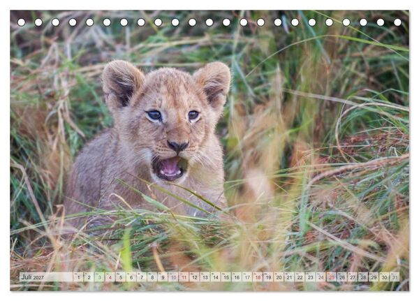 Produktbild: Emotionale Momente: Liebenswerte L&ouml;wenbabys / CH-Version (Tischkalender 2027 DIN A5 quer), CALVENDO Monatskalender