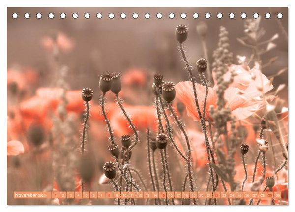 Produktbild: Mohnblumen - Fotografie mit Magie (Tischkalender 2026 DIN A5 quer), CALVENDO Monatskalender